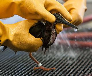 La imagen muestra unas manos con guantes de goma amarillos sosteniendo cuidadosamente un pequeño pájaro, probablemente en un acto de rescate o cuidado. El pájaro, que parece ser un ave zancuda, está siendo lavado o enjuagado con agua, ya que se puede ver agua en movimiento cerca de su plumaje. La escena se desarrolla sobre lo que parece ser una superficie de rejilla.