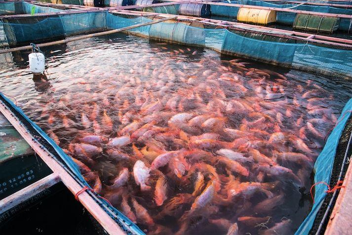 La imagen muestra una densa agrupación de peces naranjas y blancos en un estanque de acuicultura, rodeado de redes y estructuras metálicas.