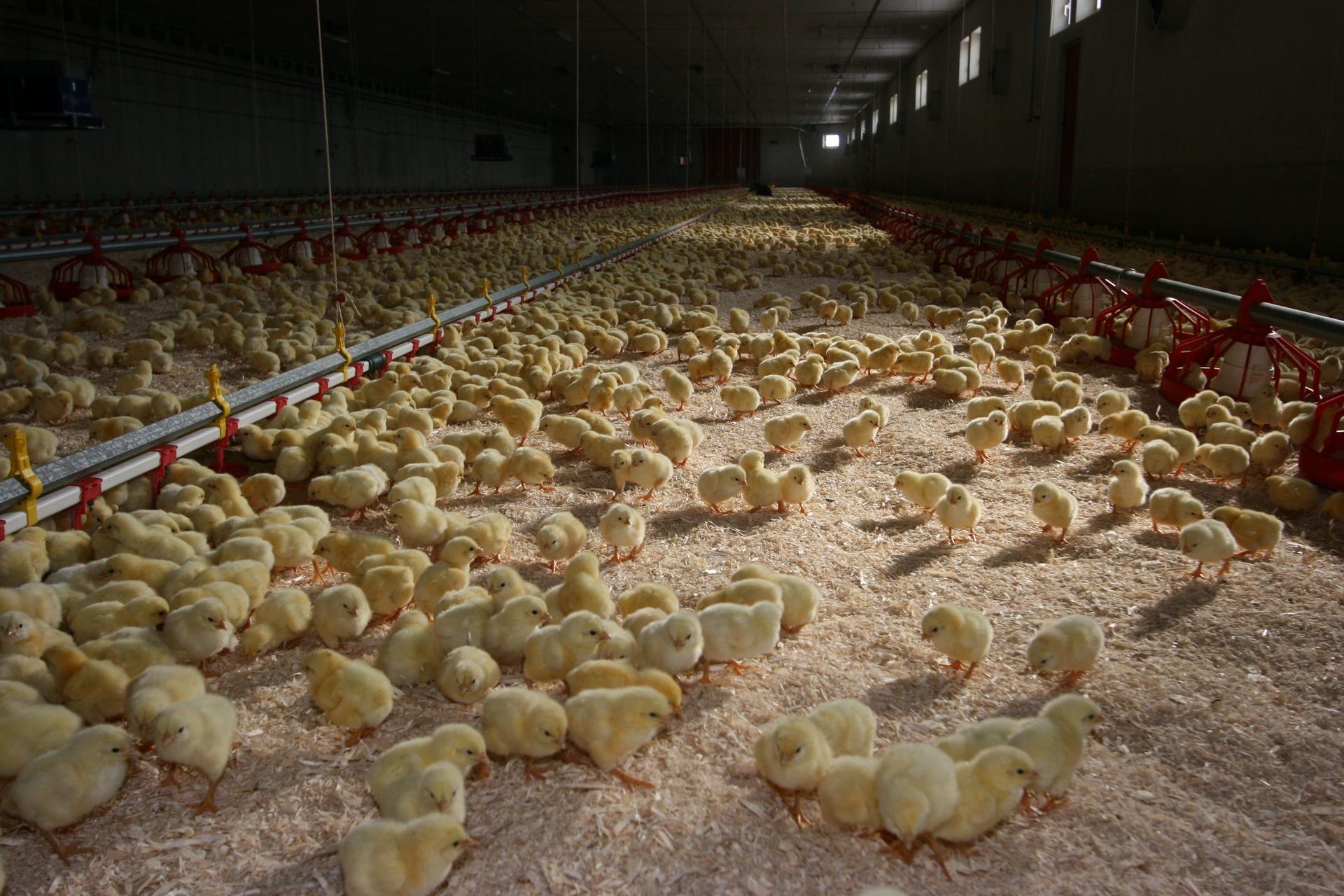 La imagen muestra numerosos pollitos amarillos en una gran instalación industrial de cría, con alimentadores automáticos rojos y amarillos dispuestos en líneas a lo largo del amplio espacio.