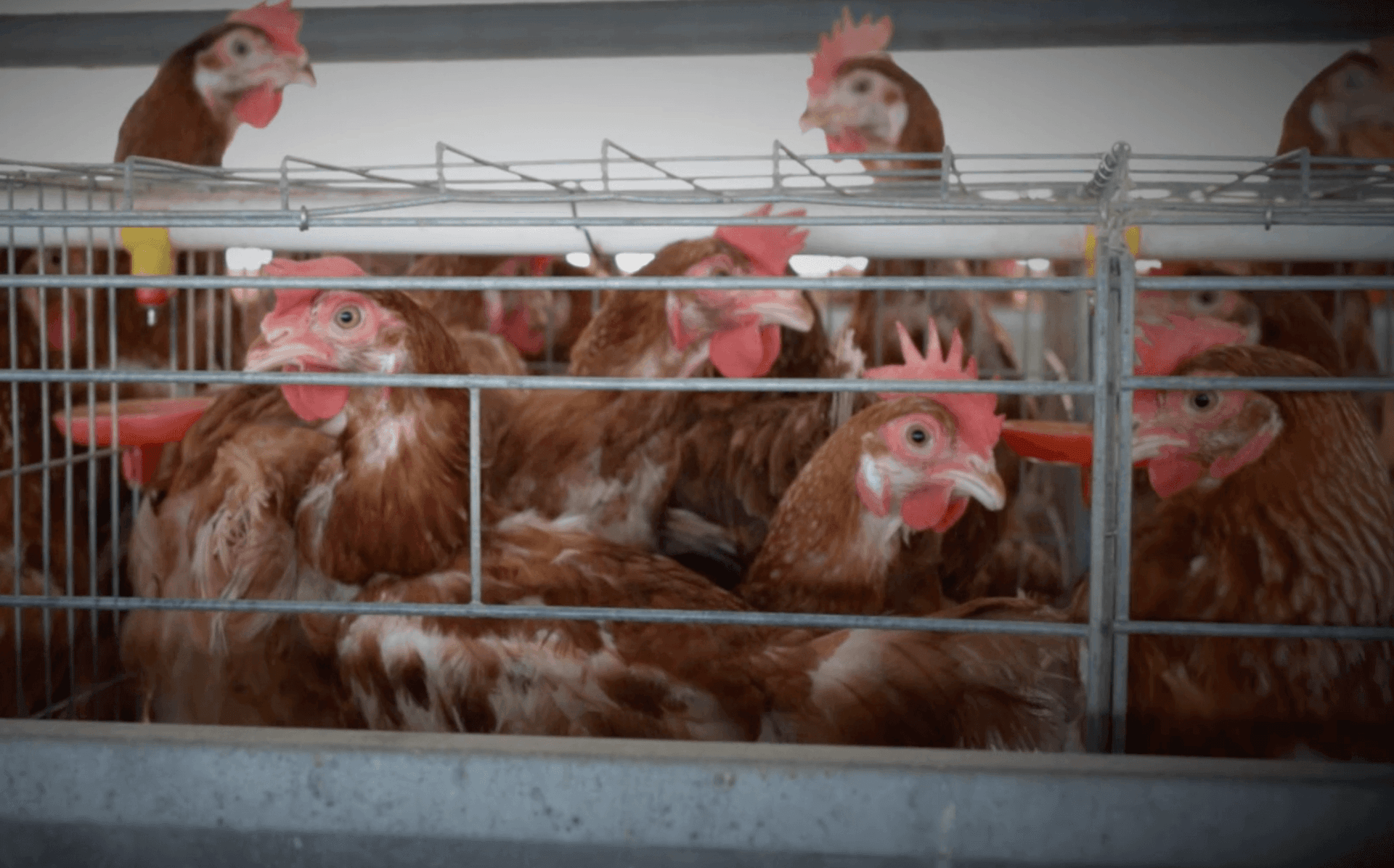 La imagen muestra múltiples gallinas marrones dentro de una jaula metálica, en una instalación de producción avícola intensiva.