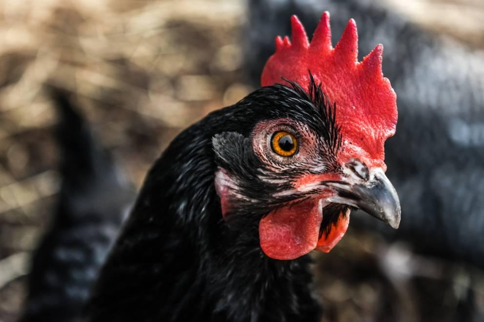 La imagen muestra un primer plano de la cabeza de una gallina con plumaje negro y una vívida cresta roja, centrando la atención en su ojo amarillo y su pico.