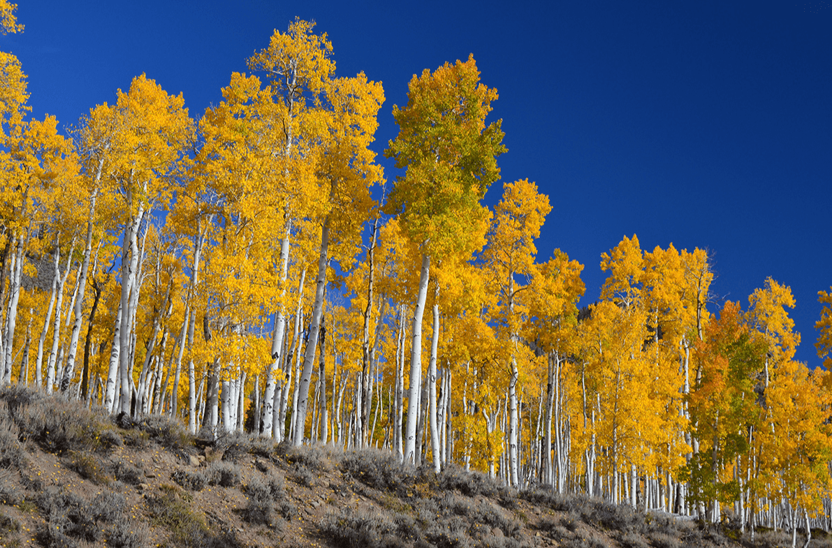 La imagen muestra un bosque denso de álamos con hojas de color amarillo intenso, lo que sugiere que es otoño. El cielo azul claro contrasta con el vibrante follaje amarillo.