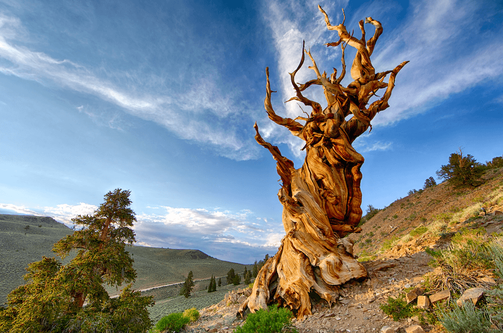 La imagen muestra un antiguo y retorcido árbol con tonos dorados resaltando contra un cielo azul con nubes tenues; está situado en una ladera rocosa con vegetación dispersa.