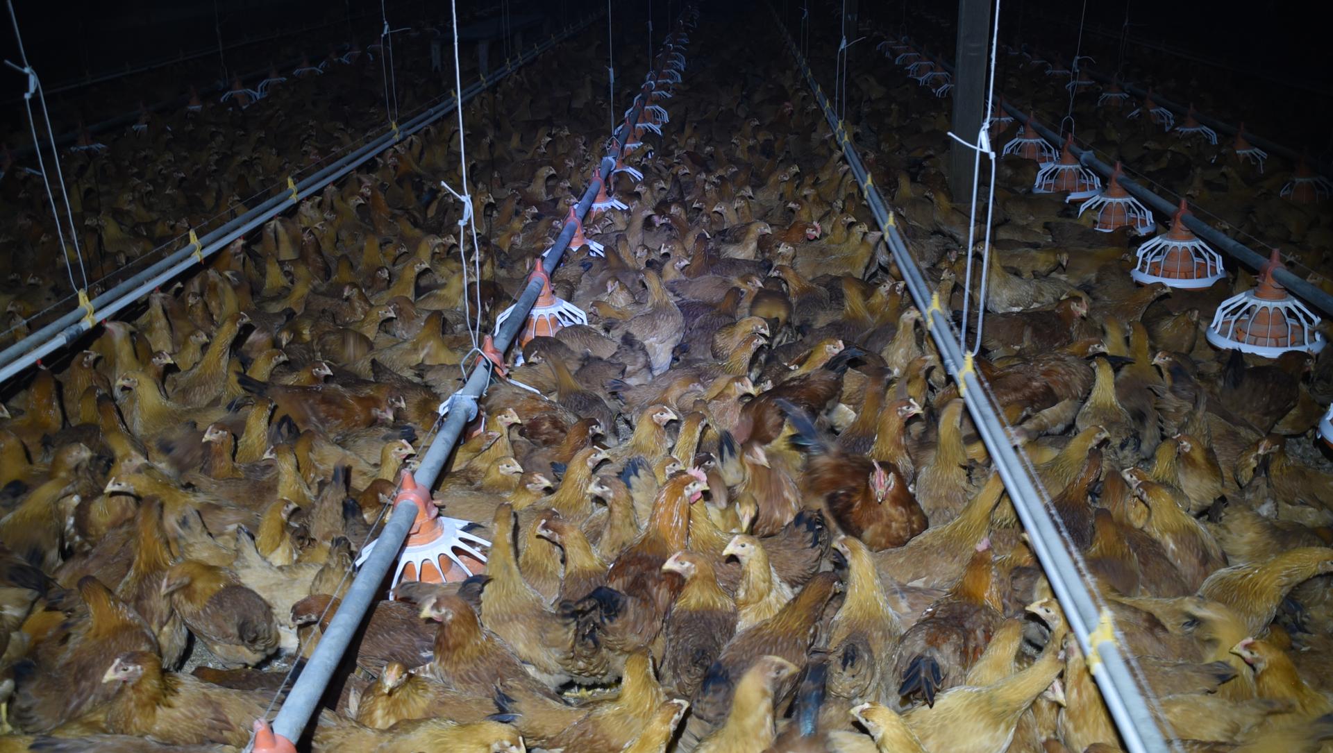 La imagen muestra una gran cantidad de gallinas apiñadas dentro de un galpón de granja, con sistemas de alimentación automática visibles sobre ellas.