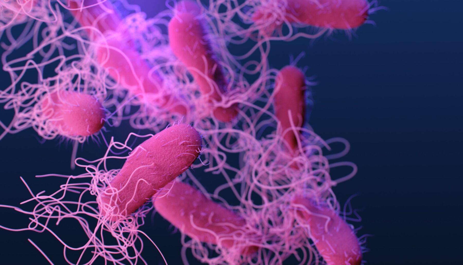 Esta imagen muestra bacterias microscópicas en vibrantes colores rosa y morado sobre un fondo azul oscuro. Las células bacterianas en forma de bastoncillos están rodeadas de numerosas estructuras delgadas, similares a hilos, llamadas flagelos, que les ayudan a desplazarse por su entorno.