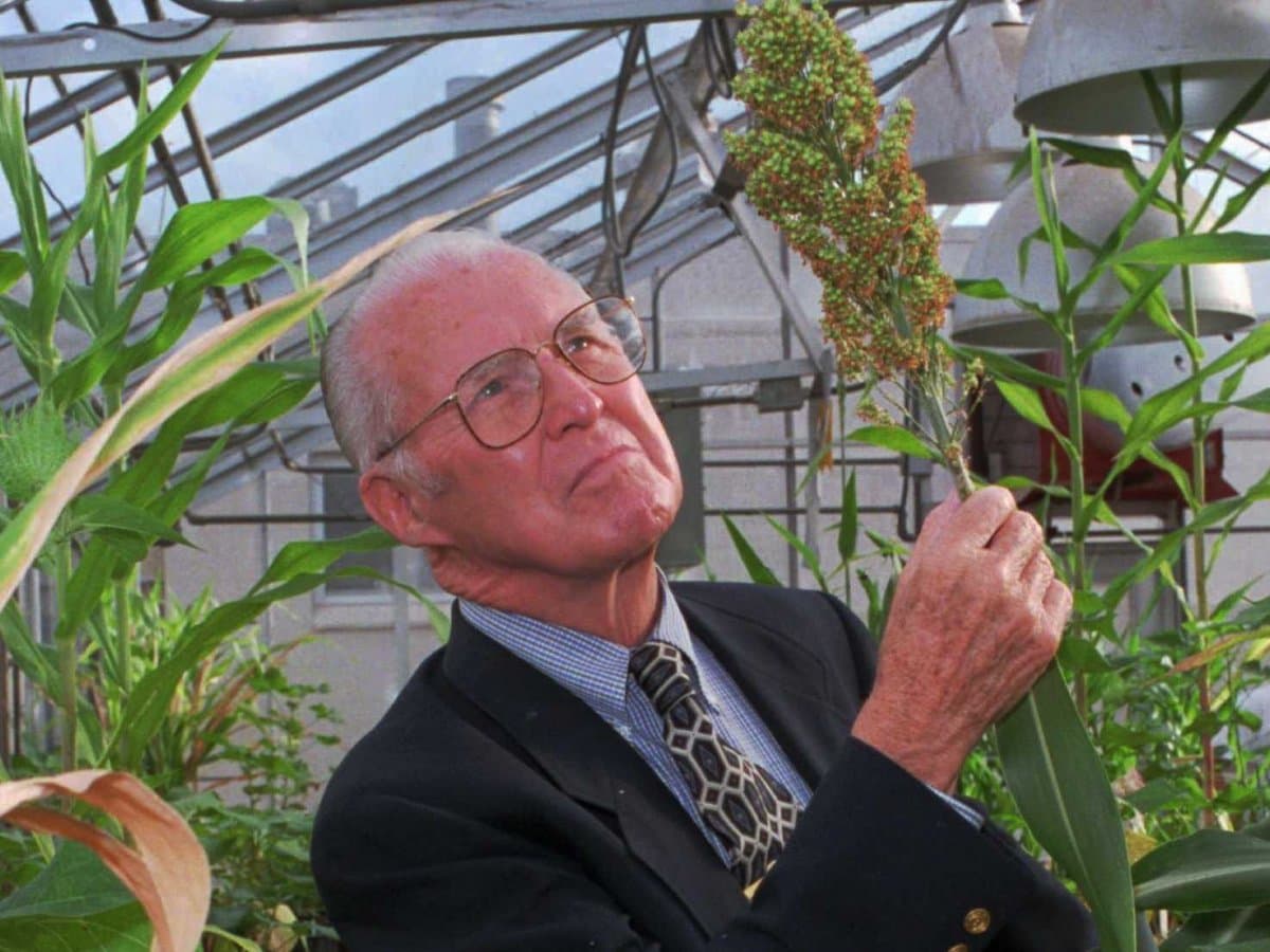Norman Borlaug examina una espiga de sorgo dentro de un invernadero rodeado de altas plantas de sorgo.