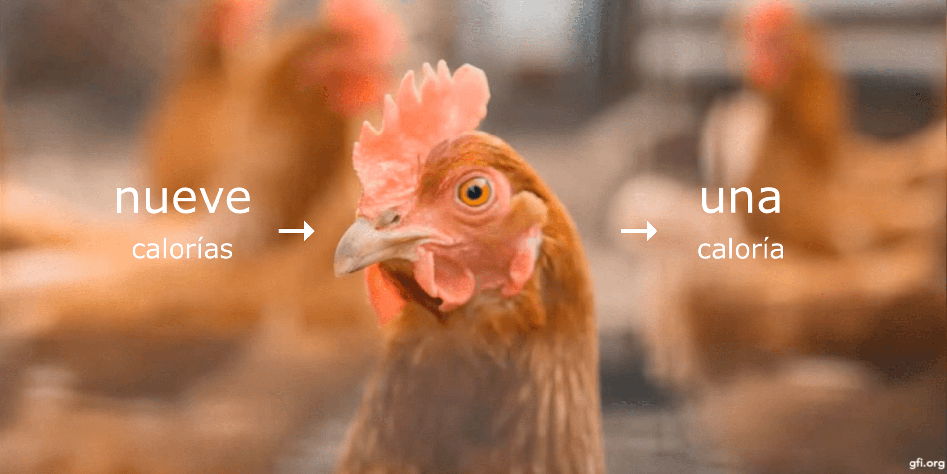 La imagen muestra el primer plano de una gallina. Hay dos flechas que apuntan a la gallina con textos que indican 'nueve calorías' y 'una caloría'.