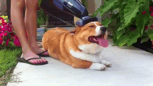 Un perro yace en un patio mientras alguien le cepilla suavemente la cabeza con un accesorio de aspiradora, y el perro parece estar disfrutando del tratamiento.